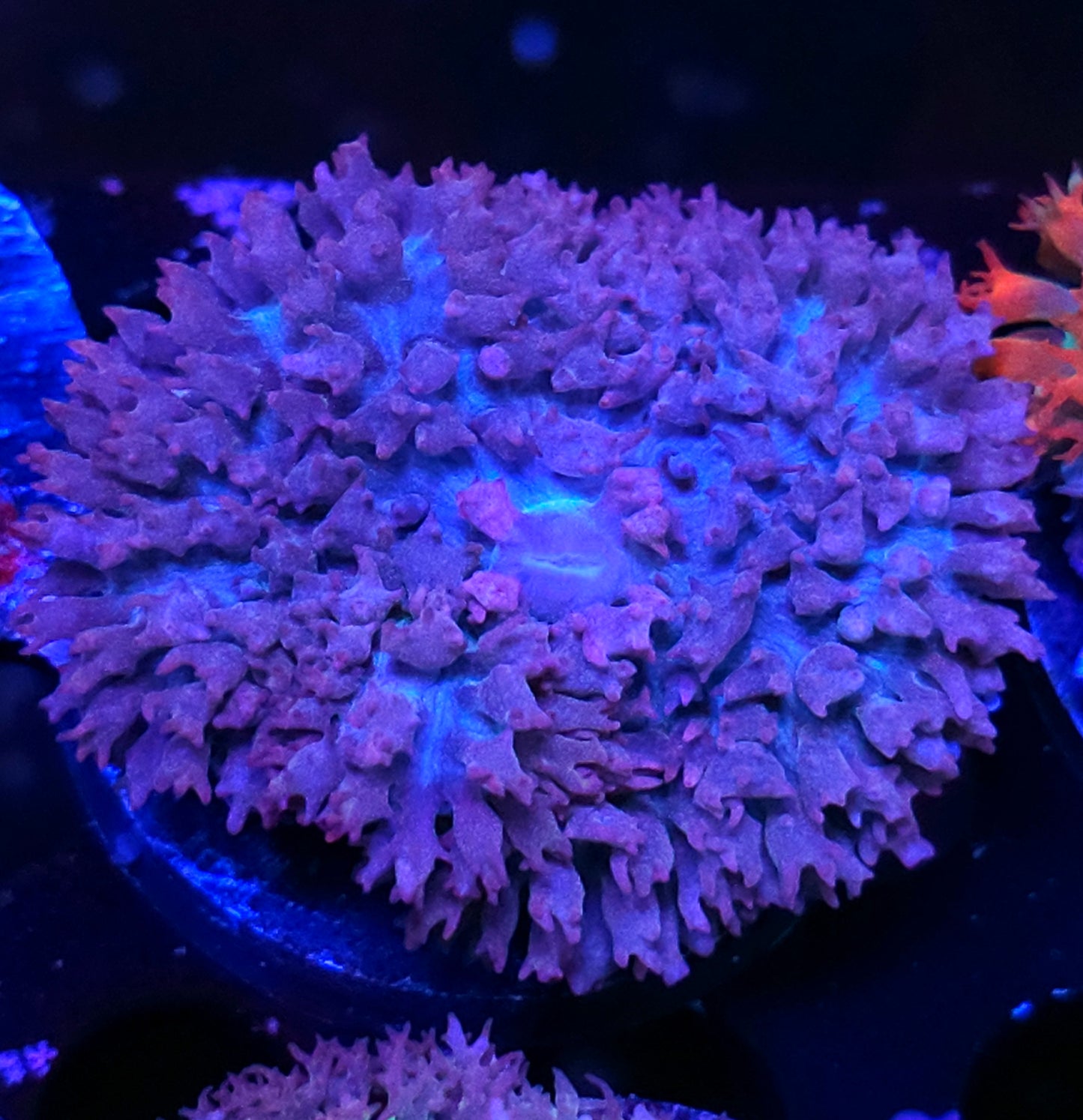 Kingsmen St Thomas Mushroom