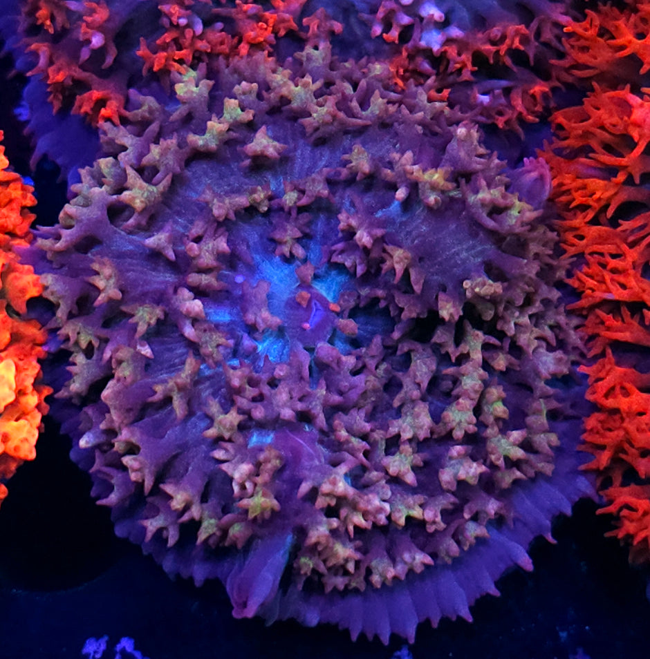 Shades of Fall St Thomas Mushroom