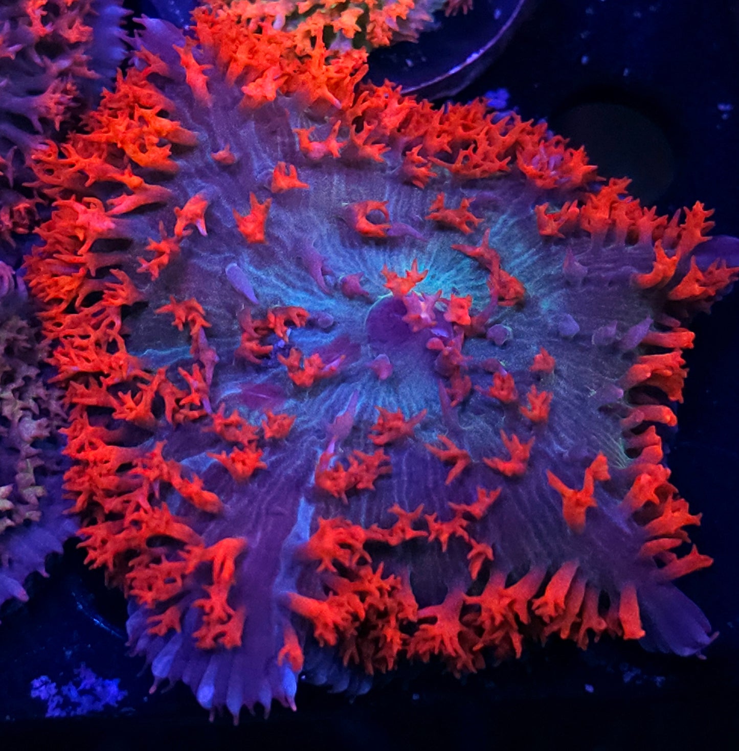 Customer Appreciation St Thomas Deal