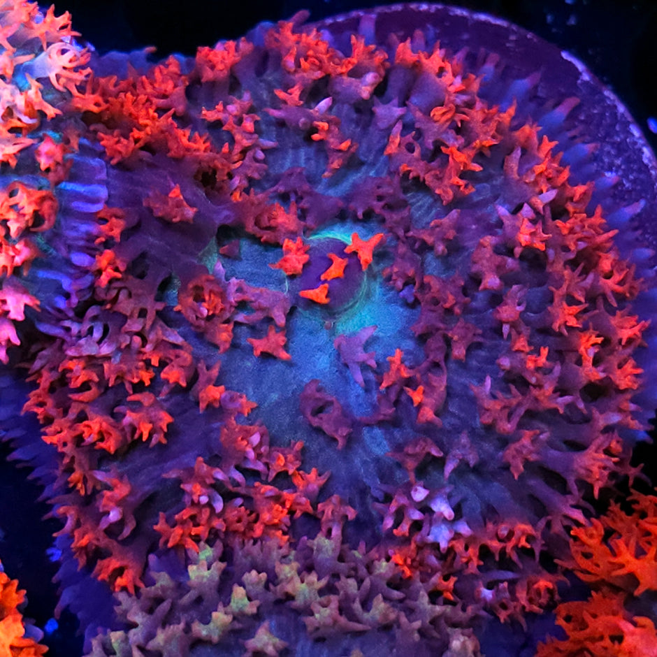 Customer Appreciation St Thomas Deal