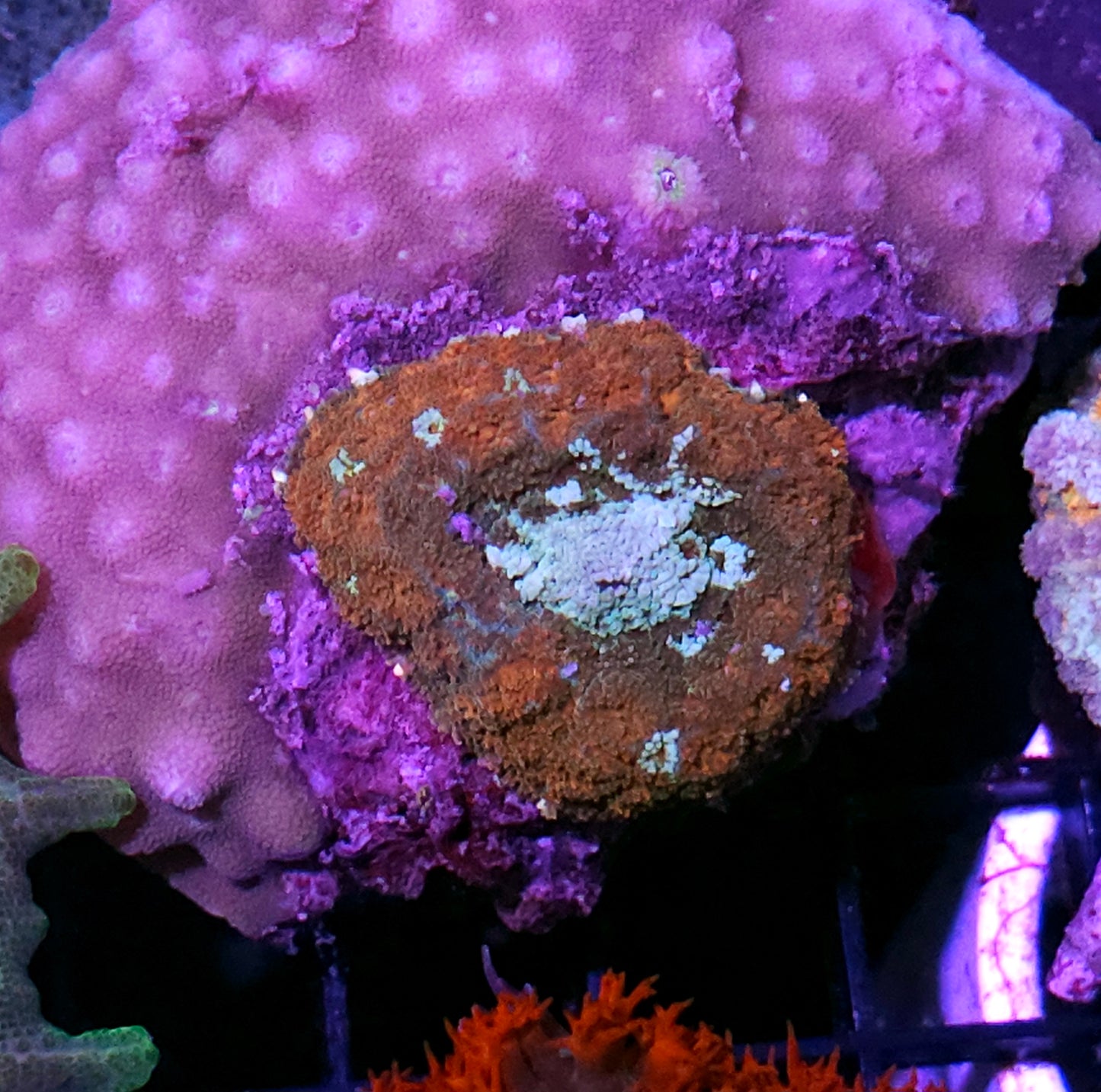 Mango Mischief 🥭 Pom Pom Mushroom RARE