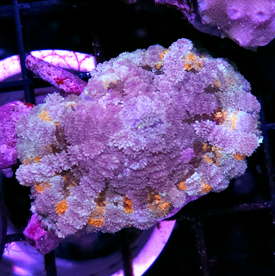 RARE Mayan Sun Pom Pom Mushroom RARE