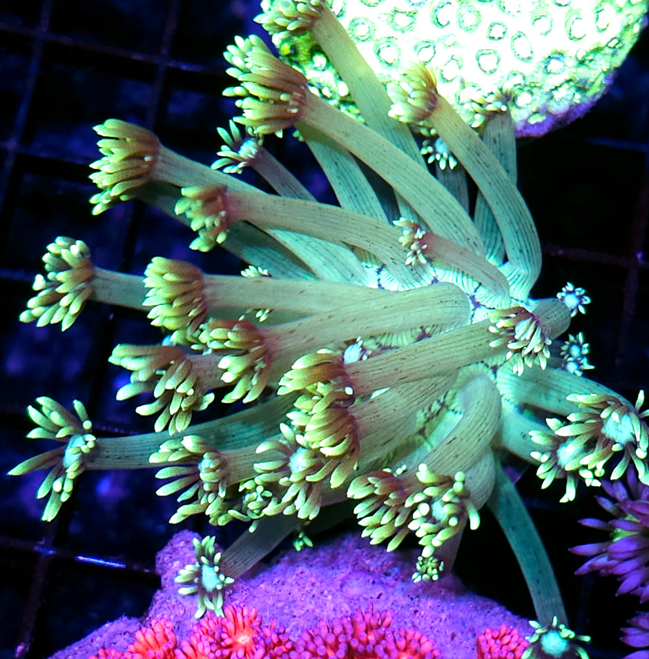 Cheerleader Goniopora Colony