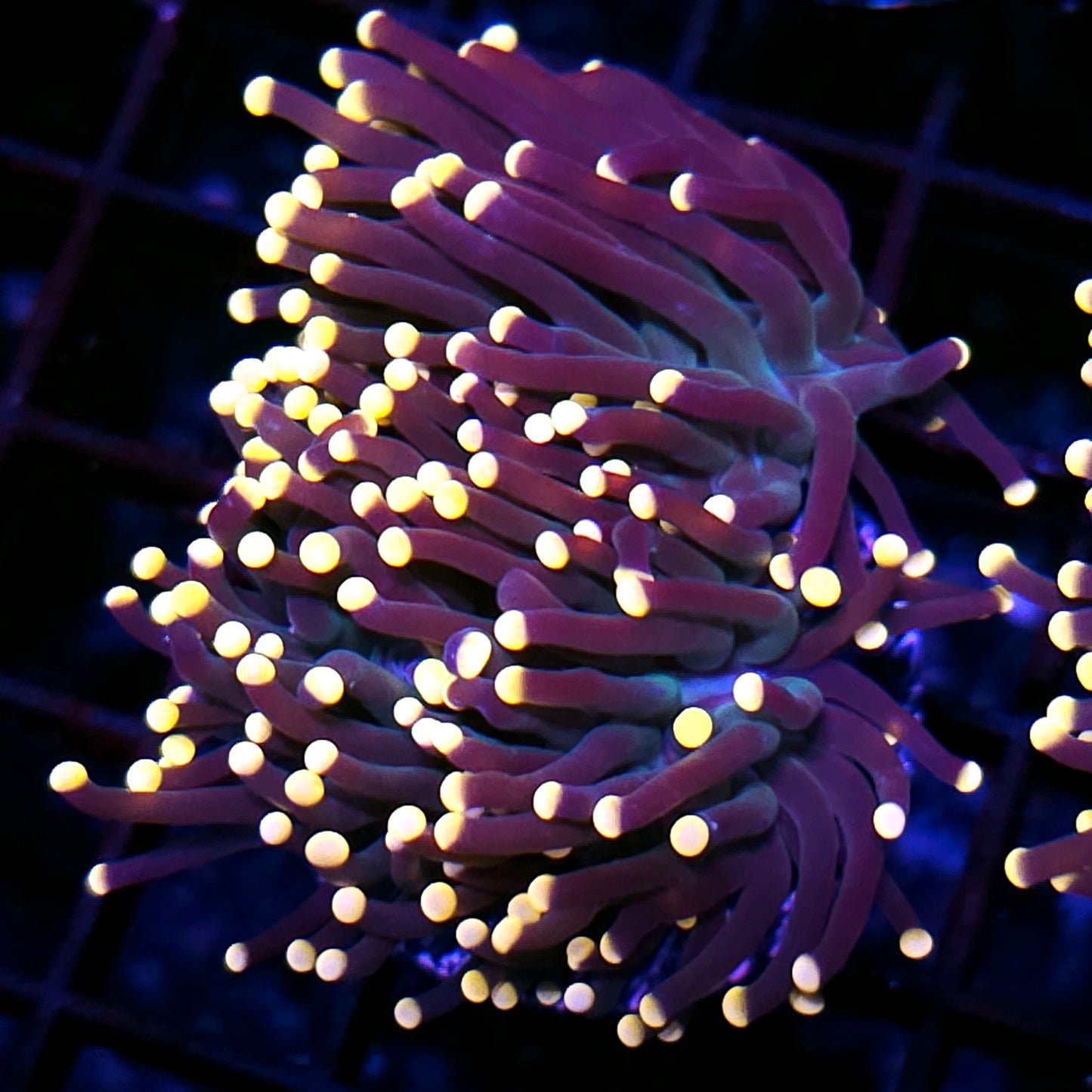 2 Head Taipei Rainbow Torch