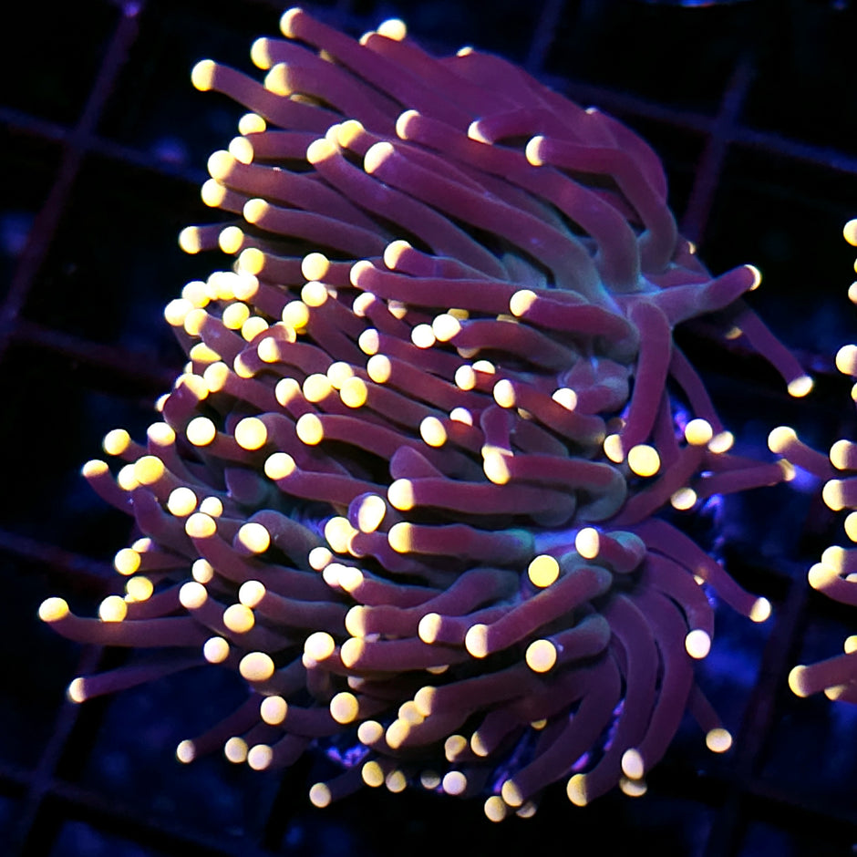 2 Head Taipei Rainbow Torch