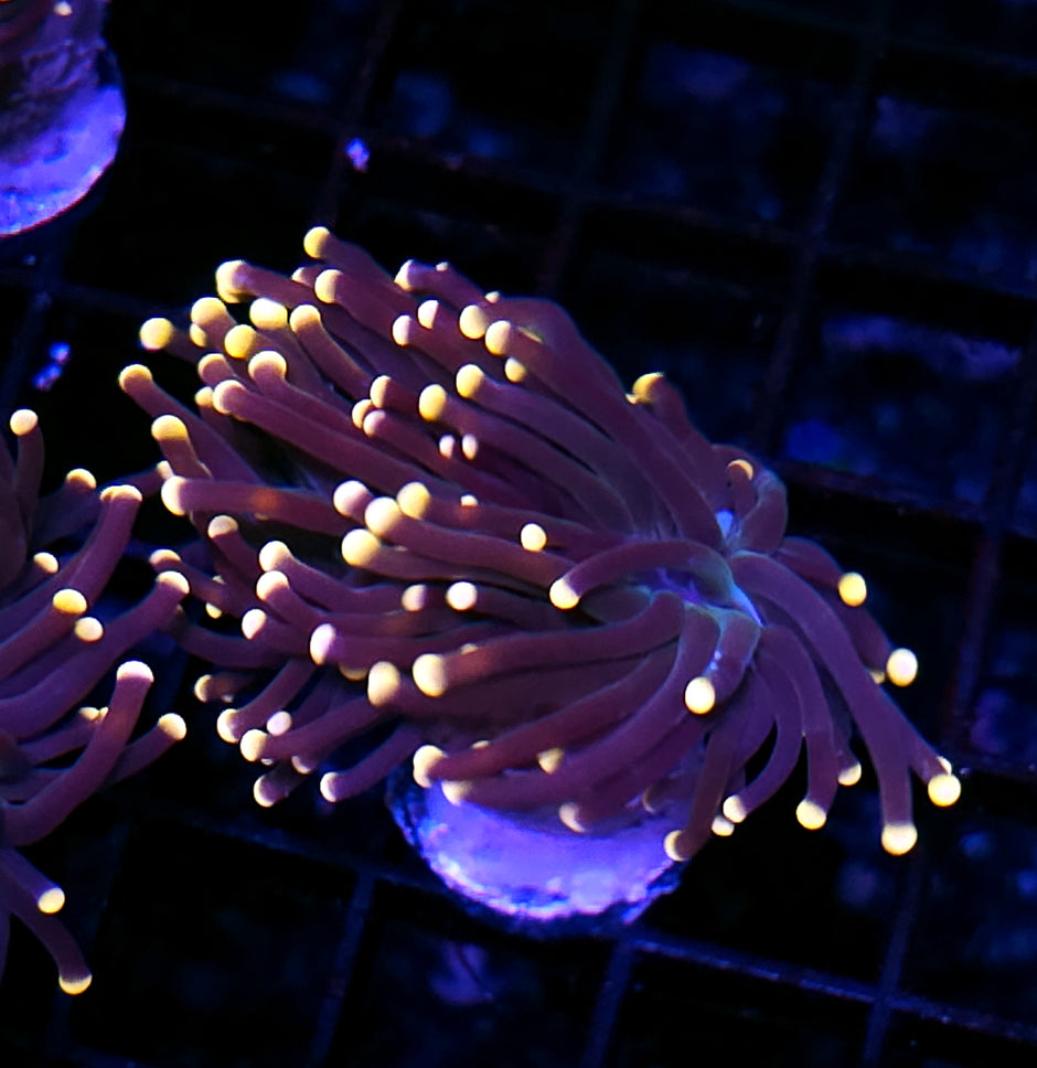 Taipei Rainbow Torch