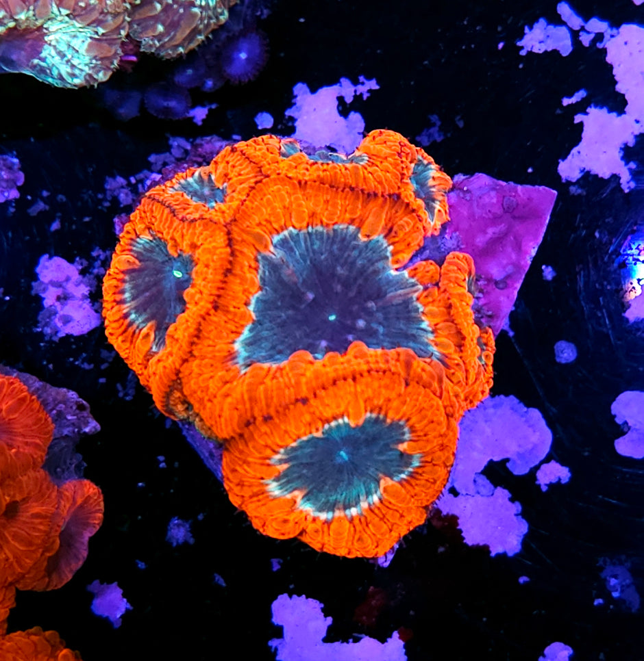 Spooky Stories Indonesian Blasto Colony