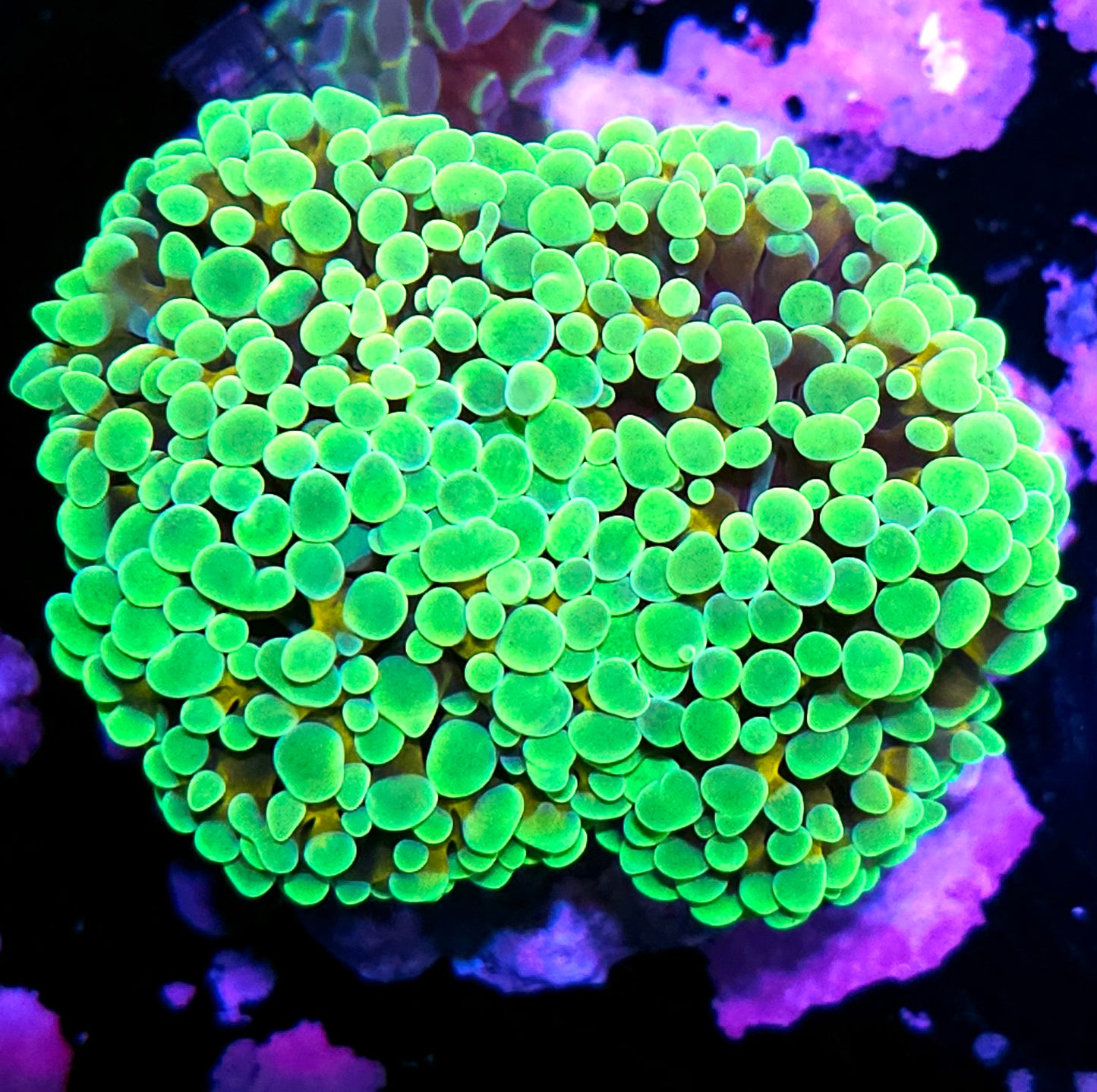 OOAK Golden Gamma Branching Hammer Colony