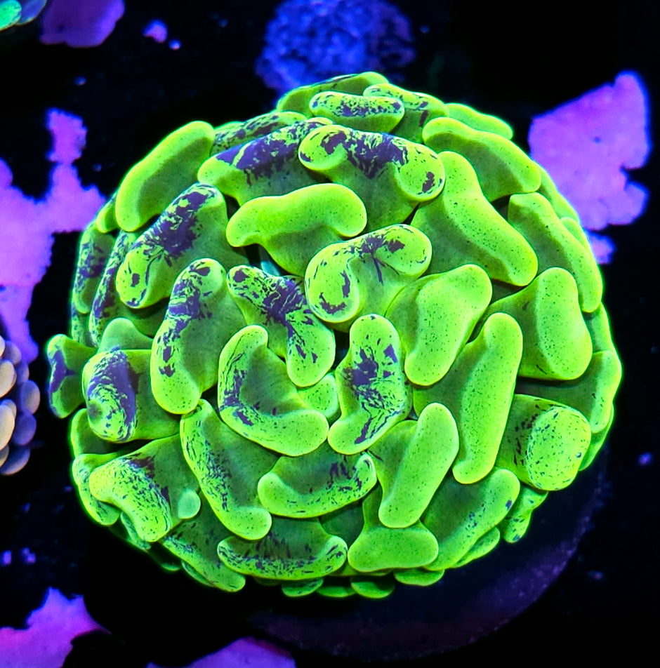 Yellow Digital Static Branching Hammer