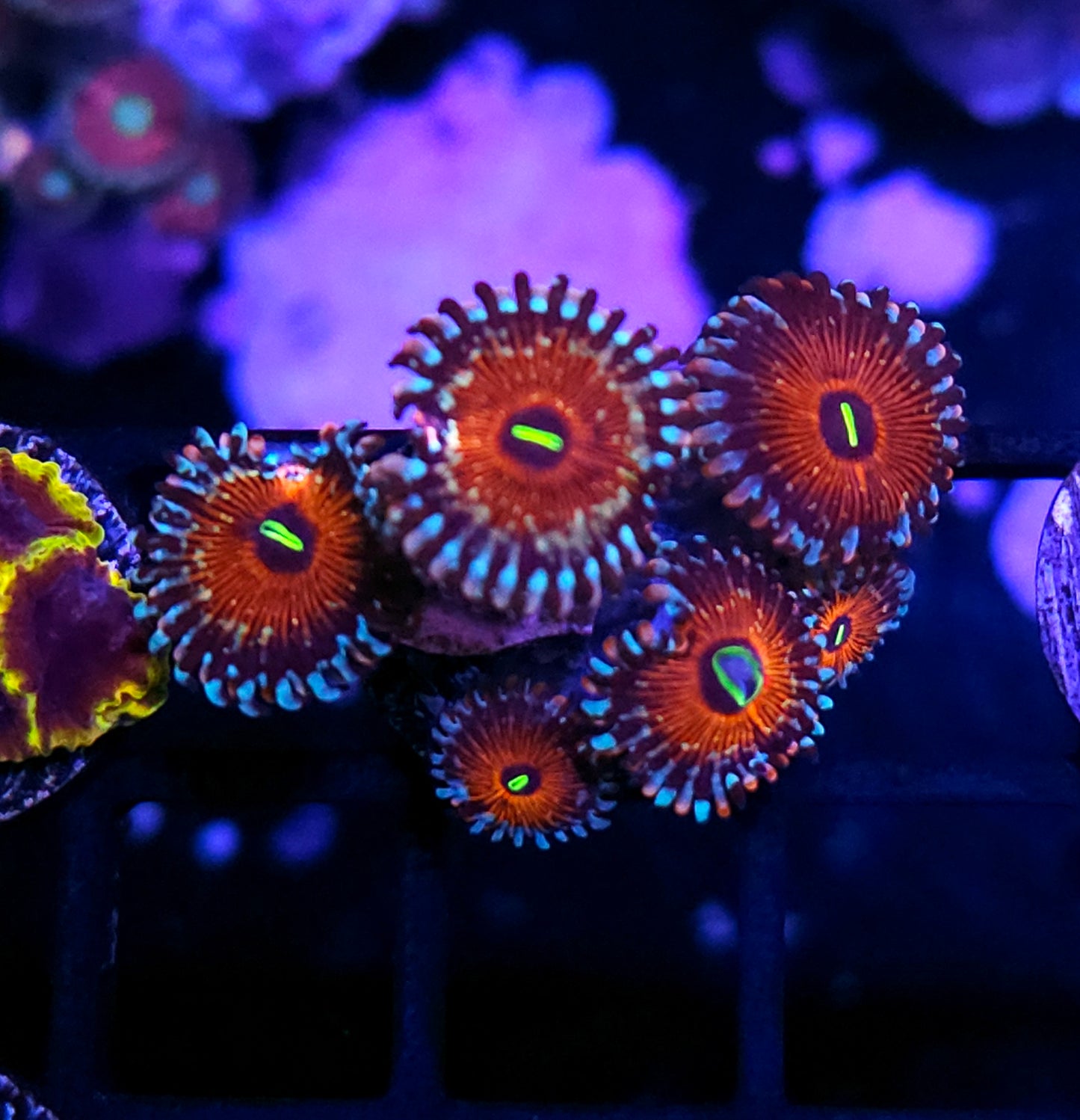 White Zombie Zoas