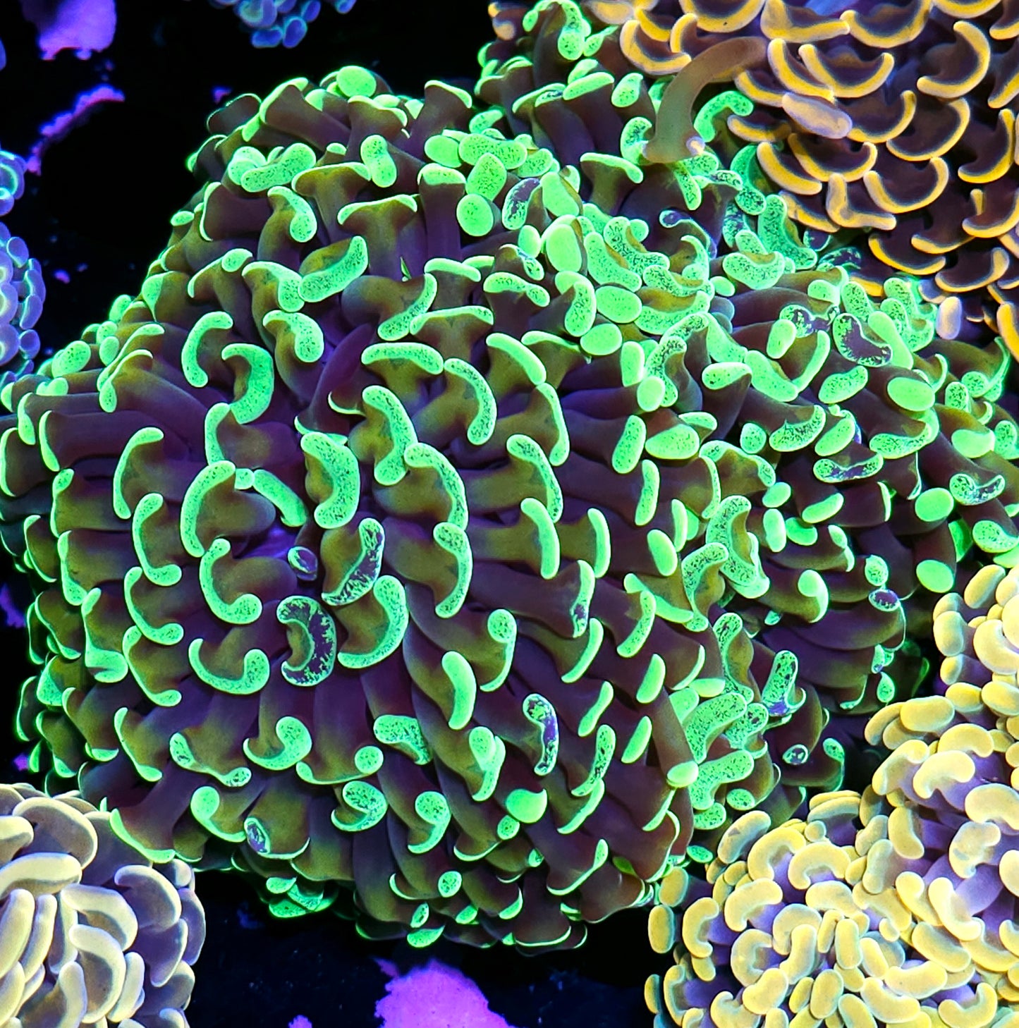 Captain Insaneo Wall Hammer