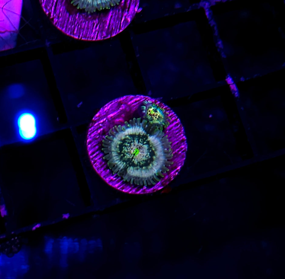 HF Stardust Zoas
