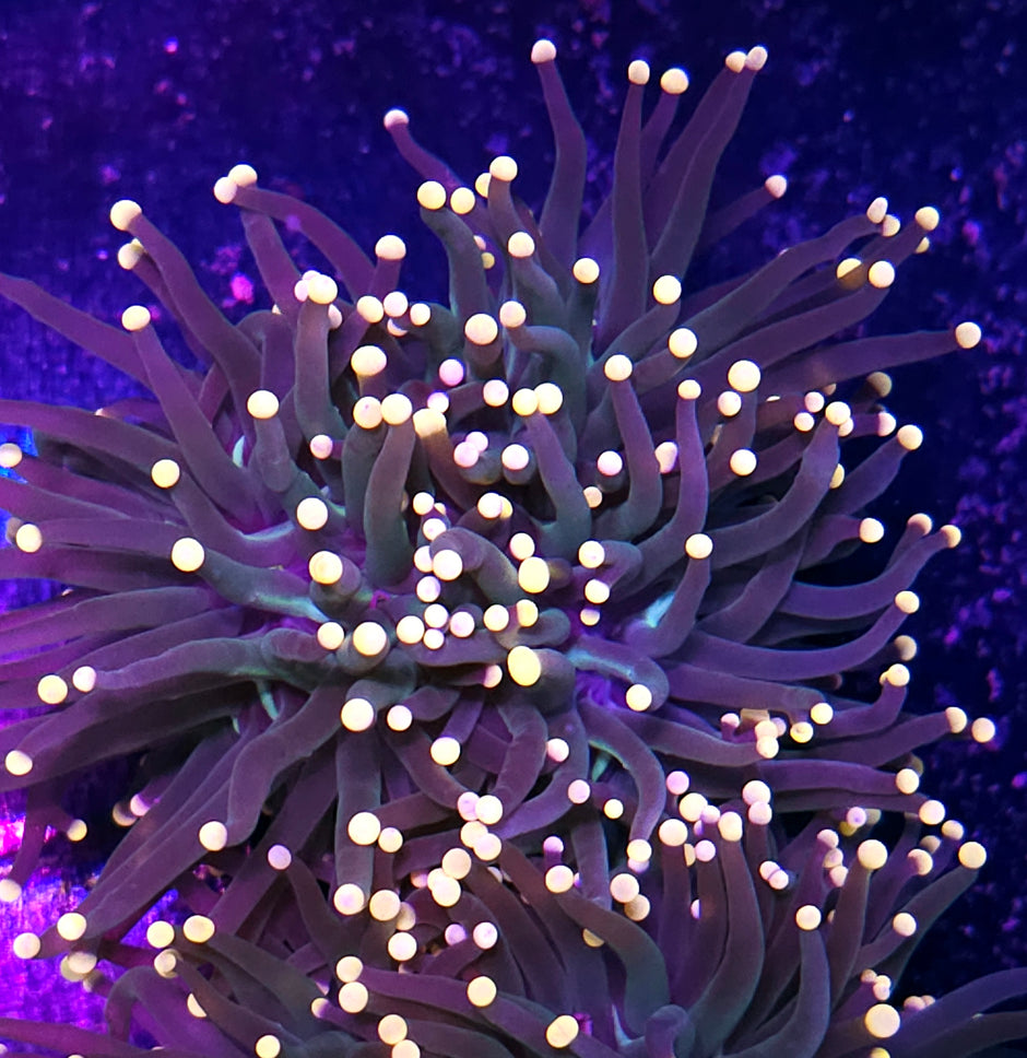 Taipei Rainbow Torch FAT HEAD