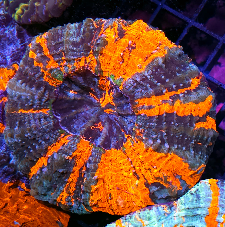 Holy Moly Acanthophyllia