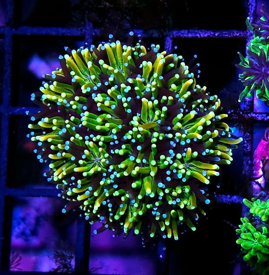 Lucky Leprechaun Galaxia