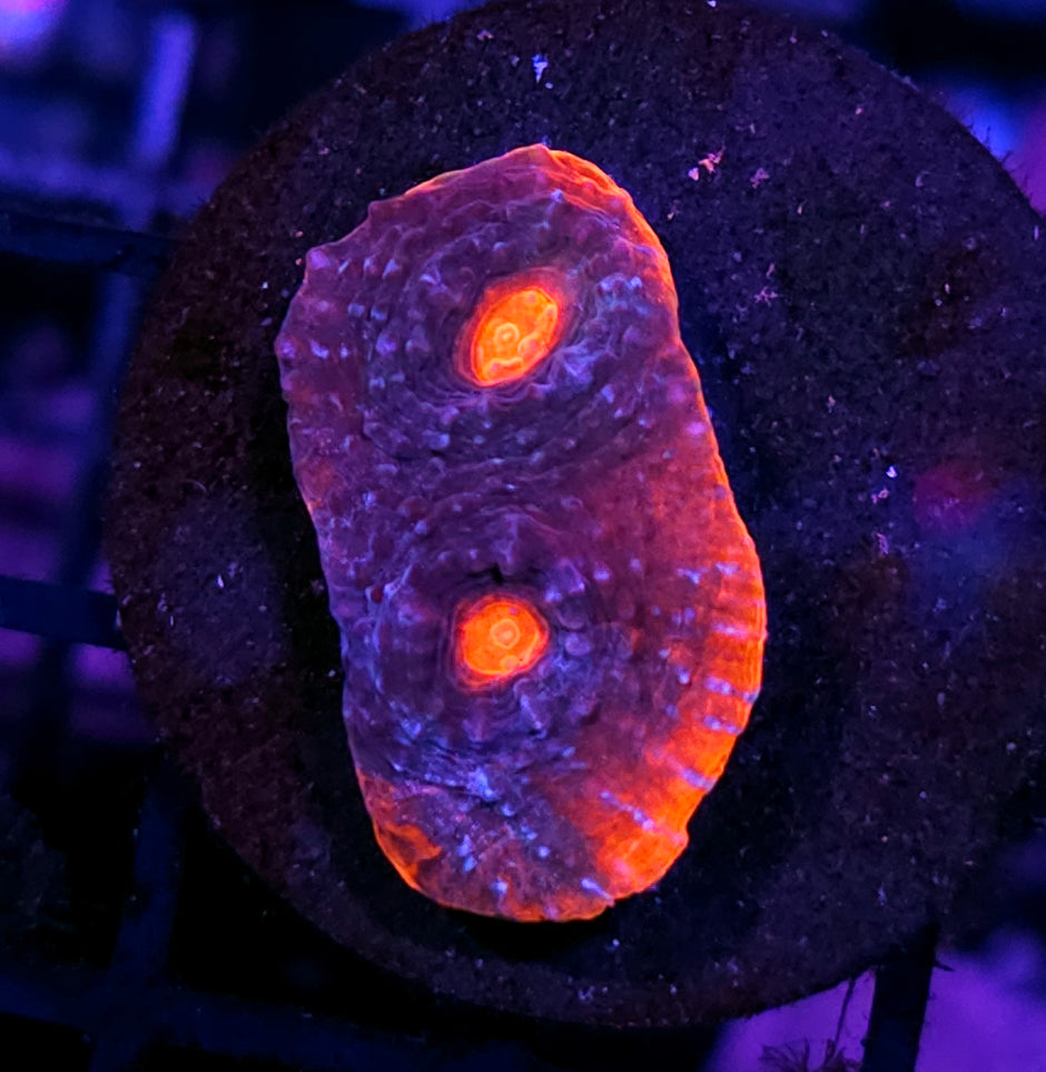 HF Andromeda Strain Red Rim Chalice