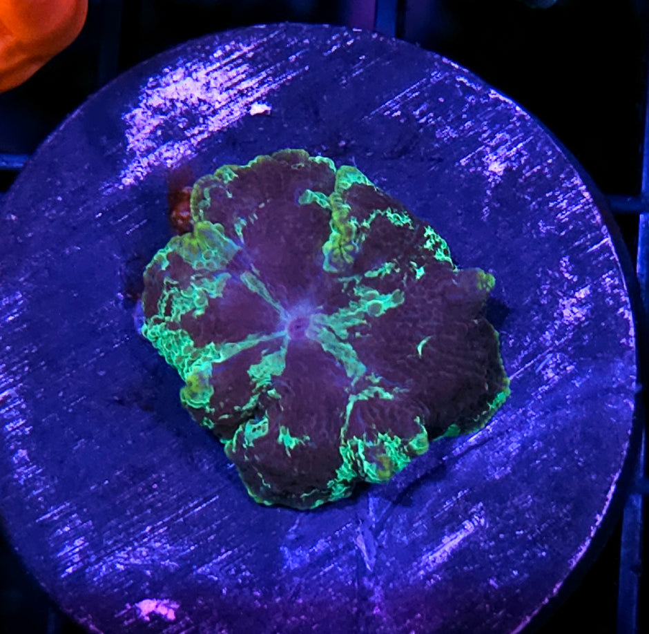 Kryptonite Jawbreaker Mushroom