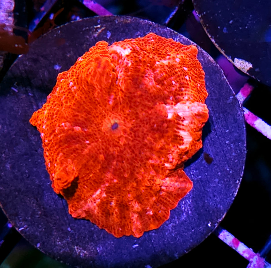 Valentine's Day Jawbreaker Mushroom