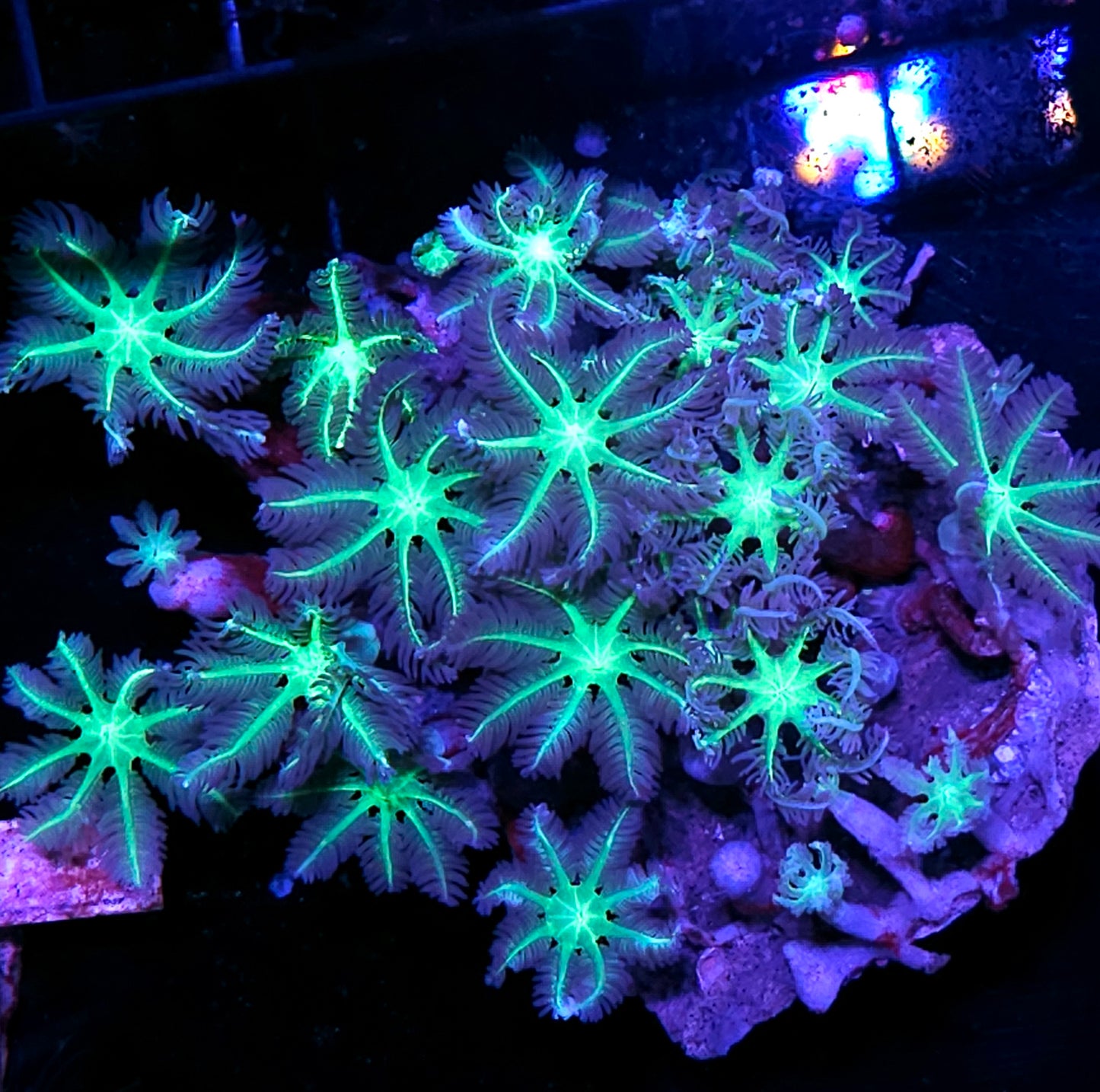 Alien Finger Cloves Colony