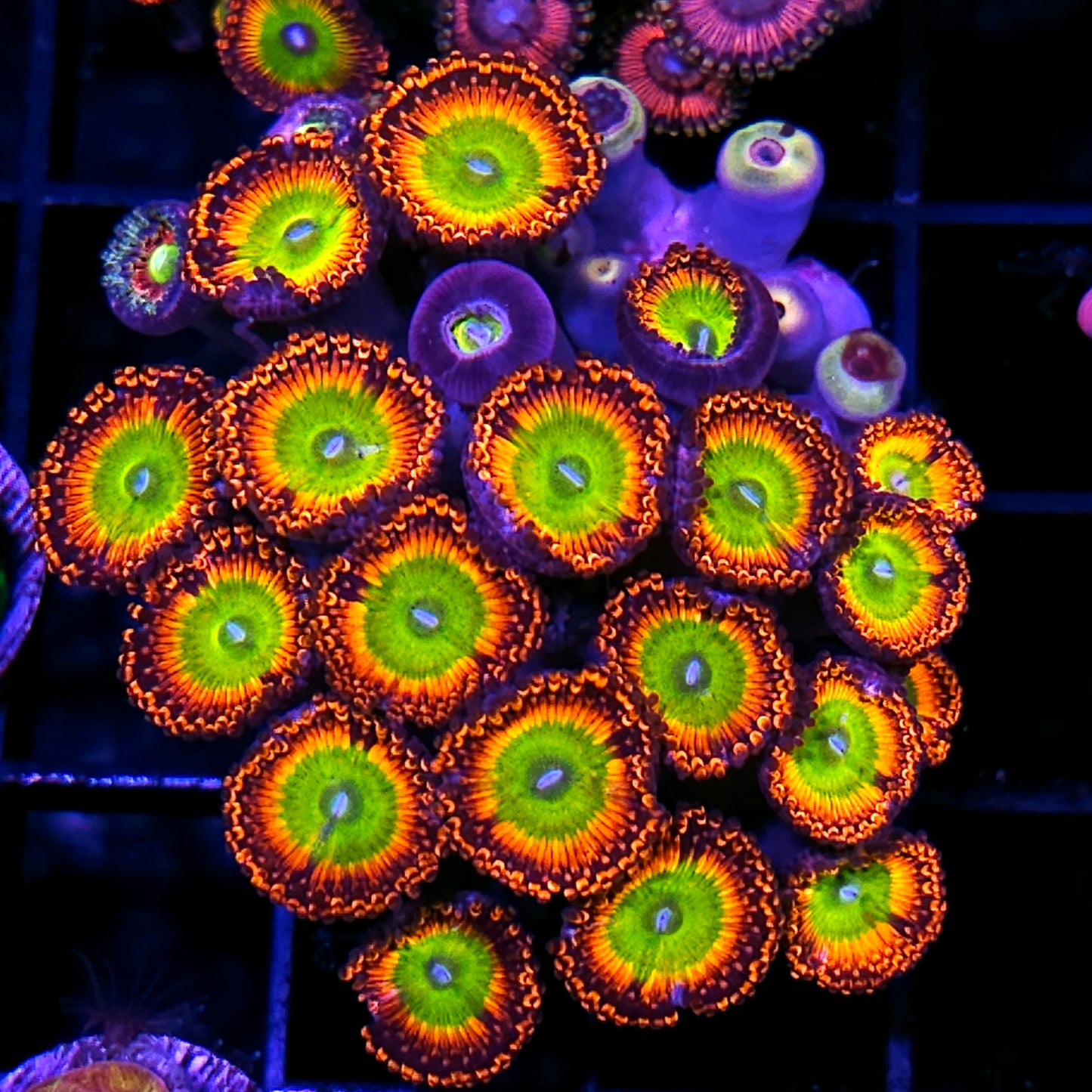 Bowser Zoa Colony
