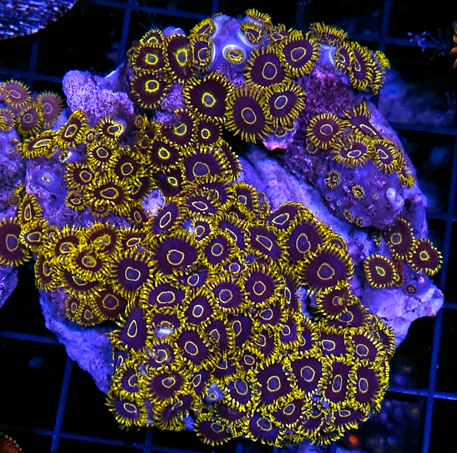 4" Purple Hornet Zoa Colony 100+ Polyps 😱