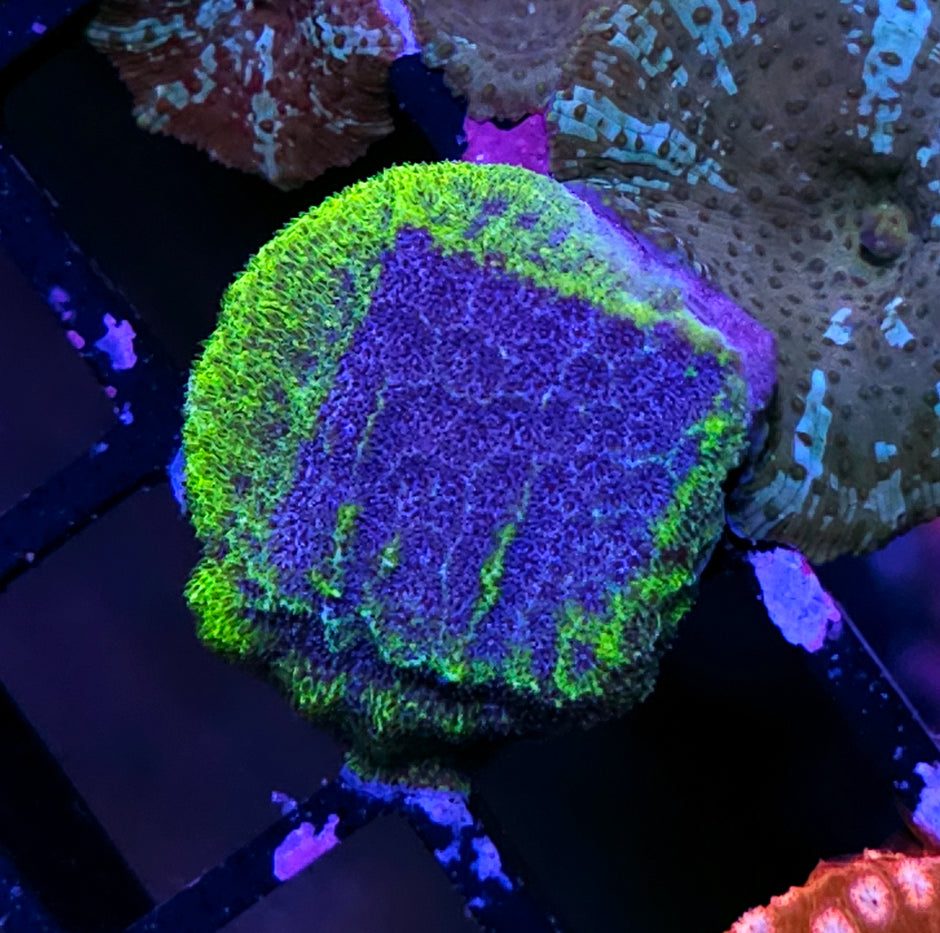 HF Stargate Leptosersis