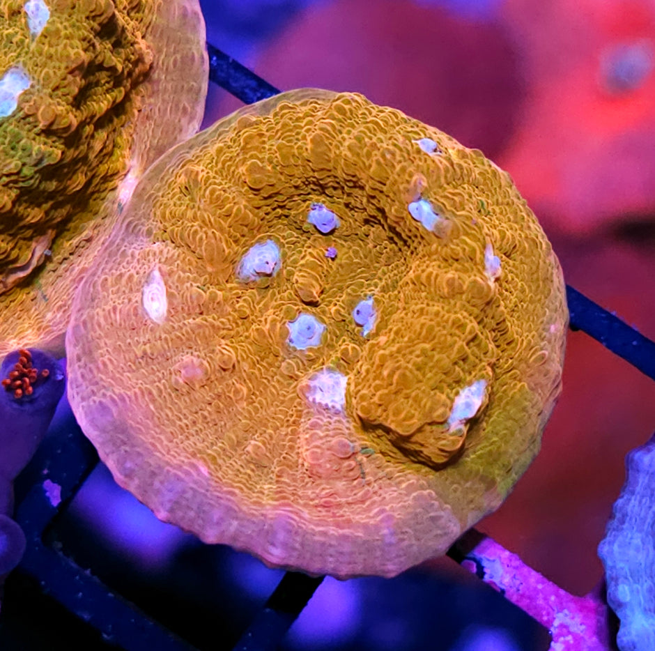 JF Orange Zombie Cupping Chalice