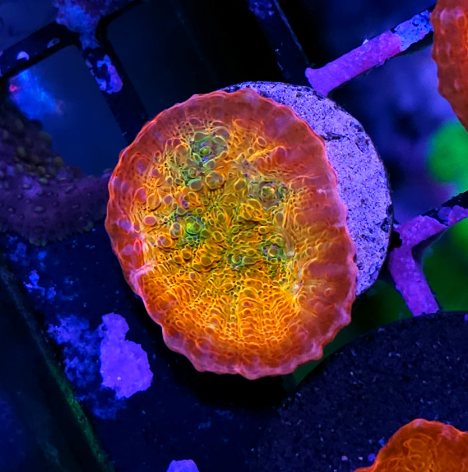 HF Ludicrous Chalice