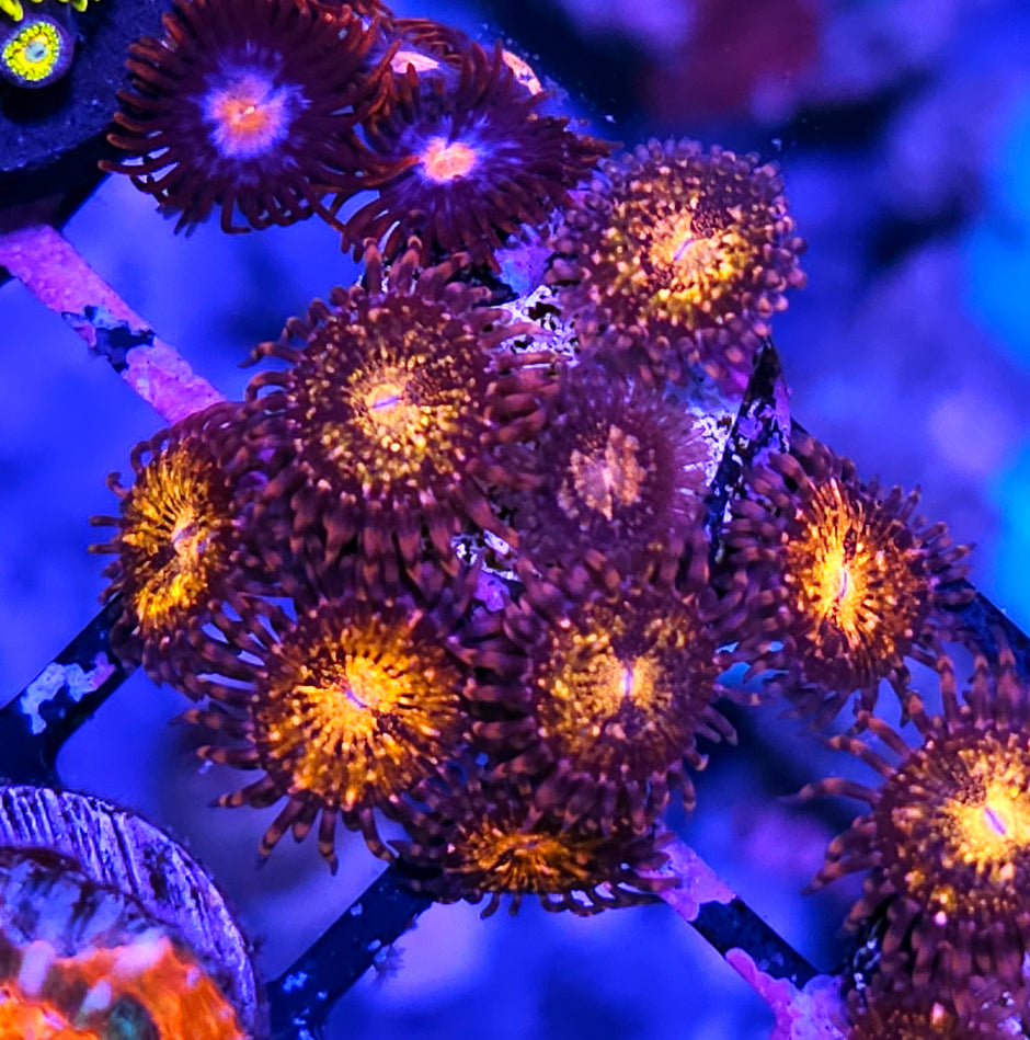 JF Frankies Acid Trip Zoas