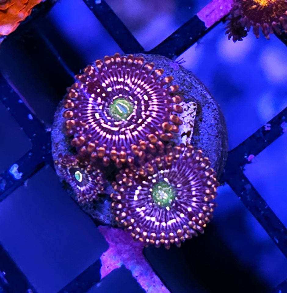 HF Snow Globe Zoas