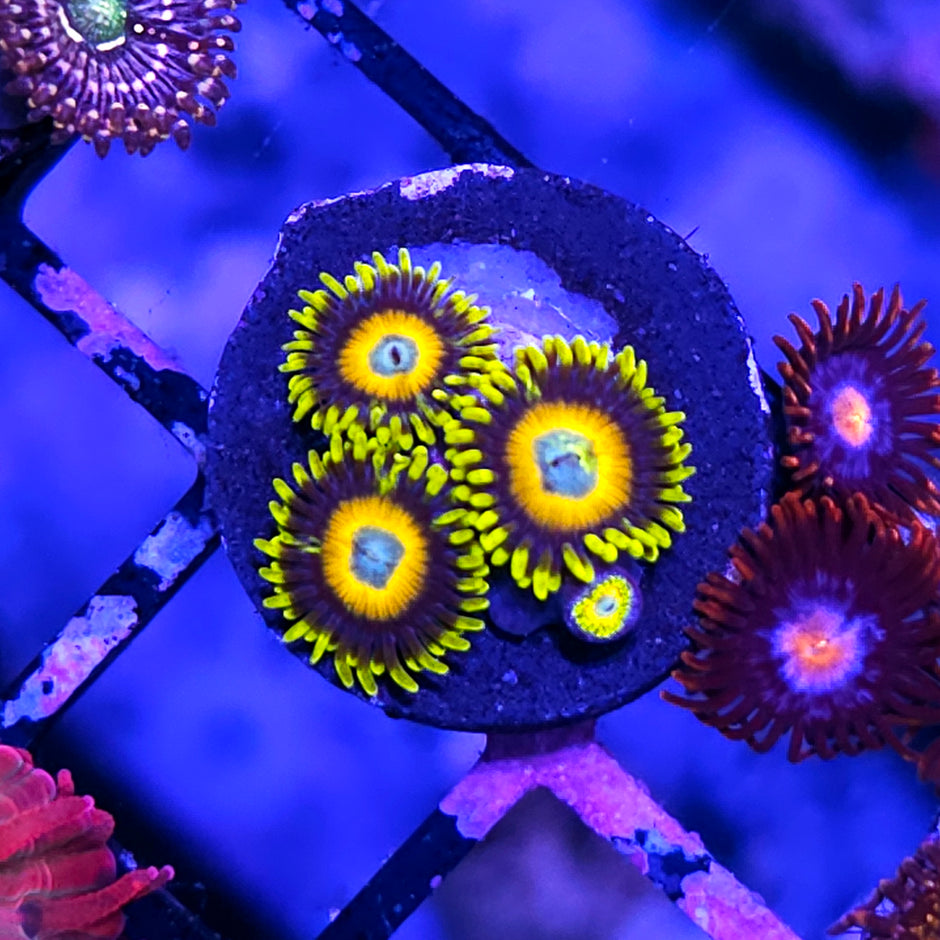 Scrambled Eggs Zoas