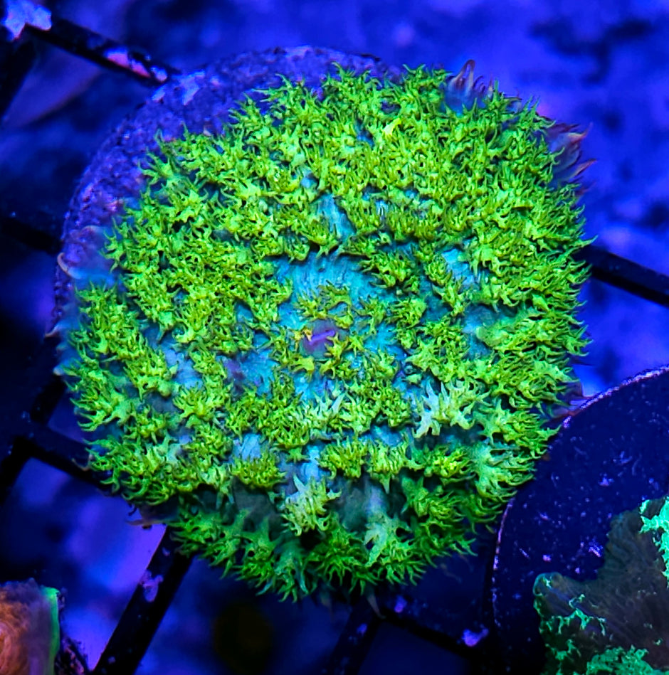 Electric Avacado St Thomas Mushroom