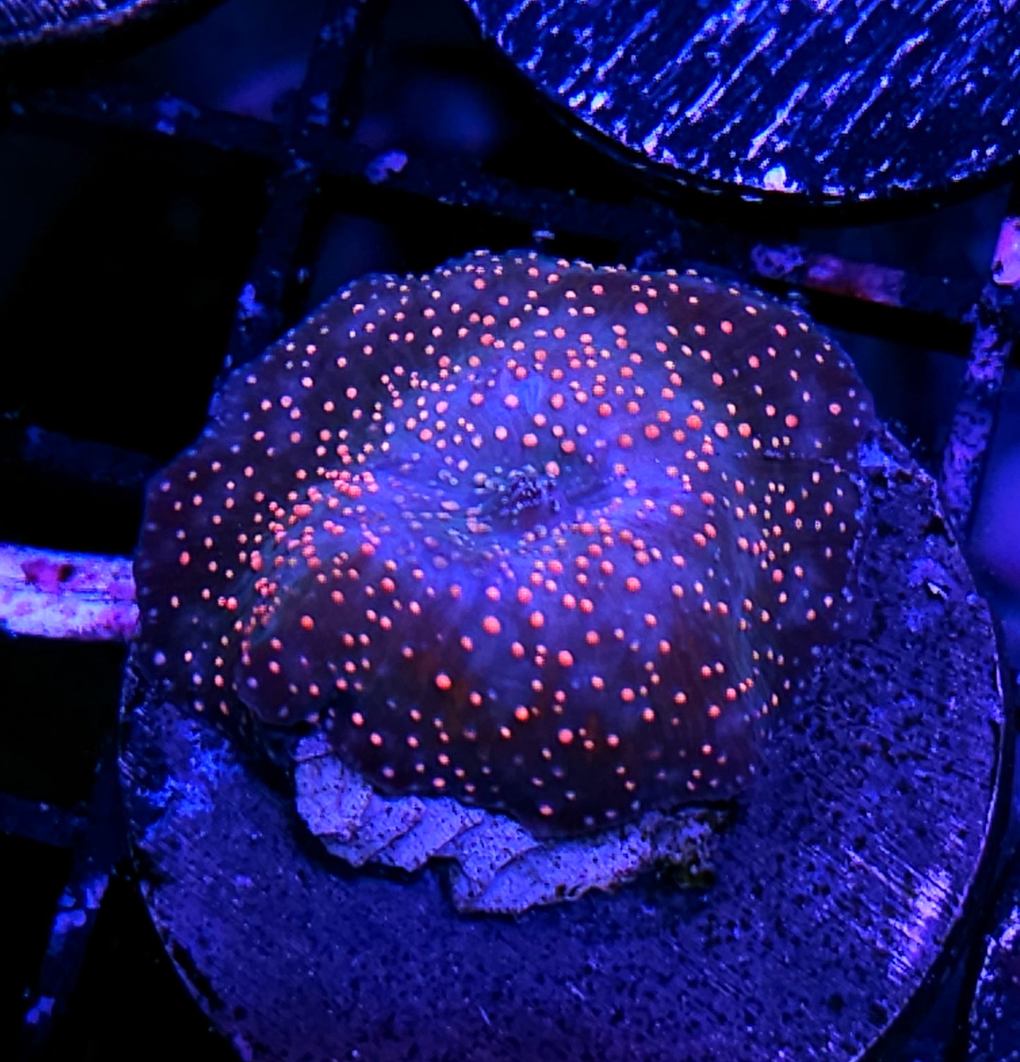 Rainbow Interstellar Mushroom