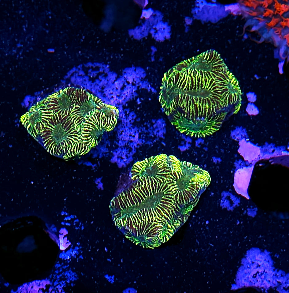 HF Snake Charmer Platygyra NOT WYSIWYG OUR PICK