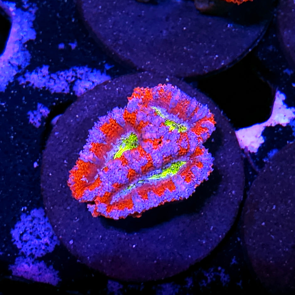 Paladium Acan