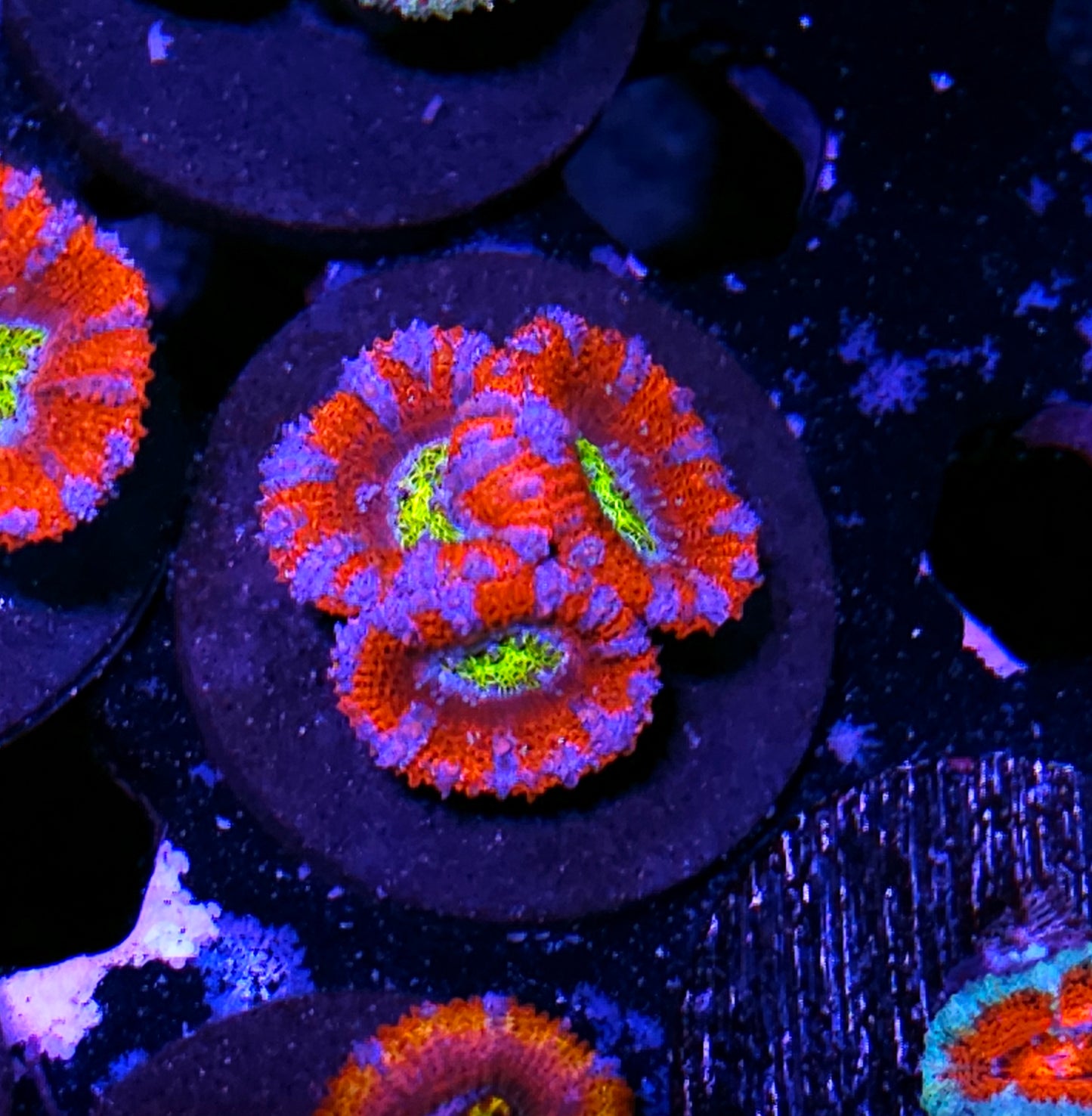 Paladium Acan
