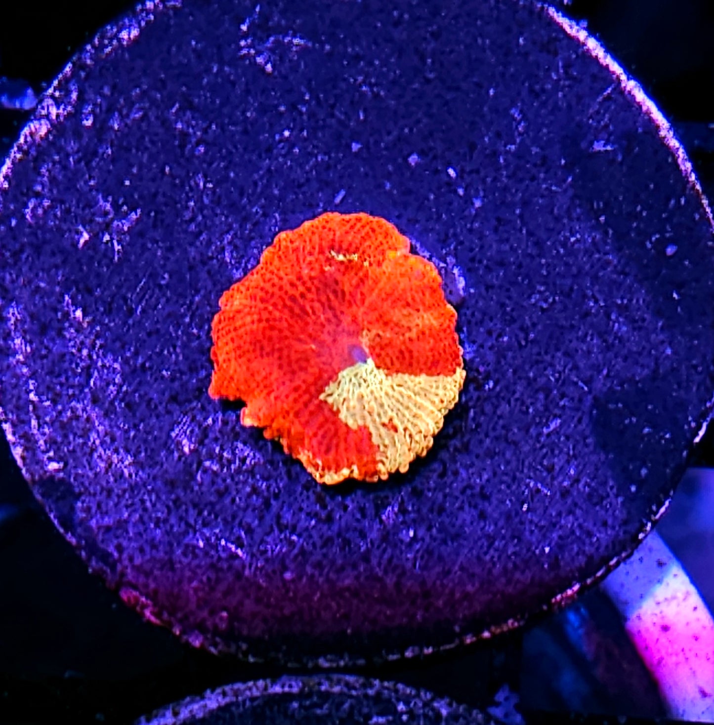 Poletti Style Jawbreaker Mushroom