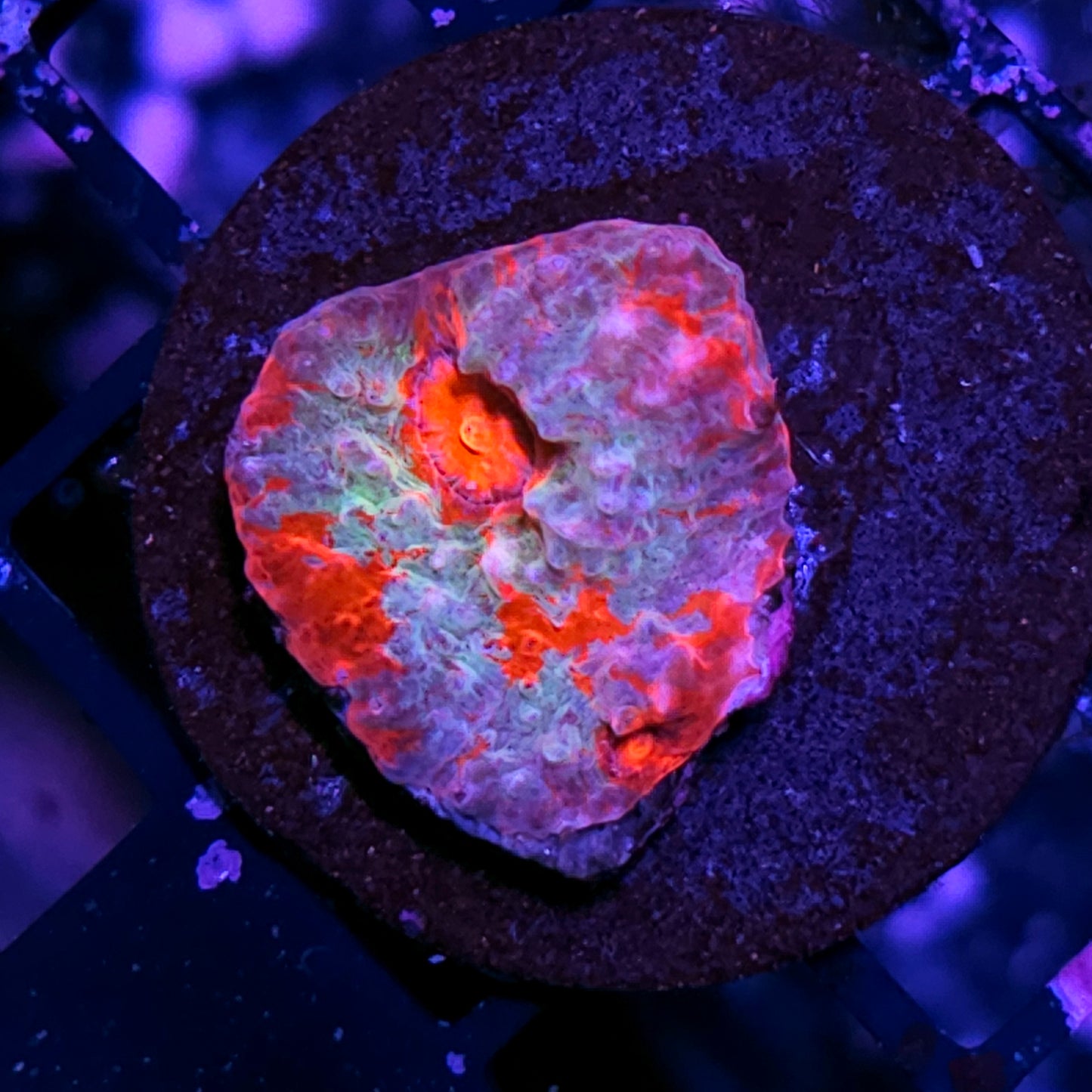 Nuclear Chaos Chalice