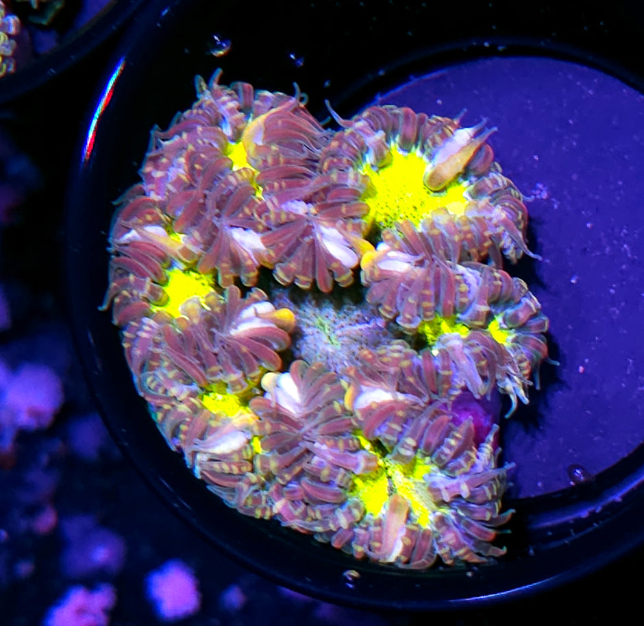 Hand Picked Special Flower Anemone