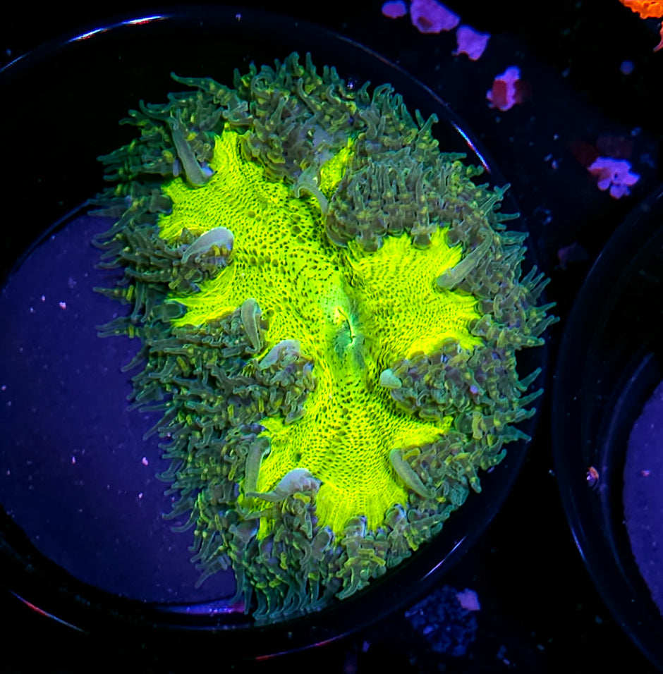 Hand Picked Special Flower Anemone