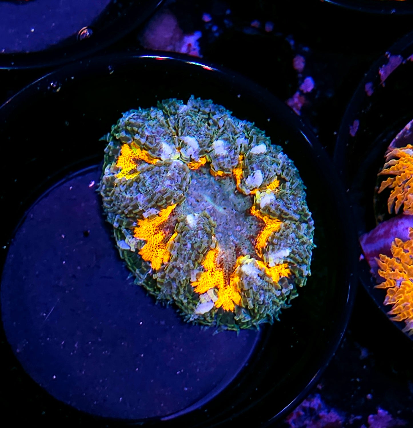 Hand Picked Special Flower Anemone