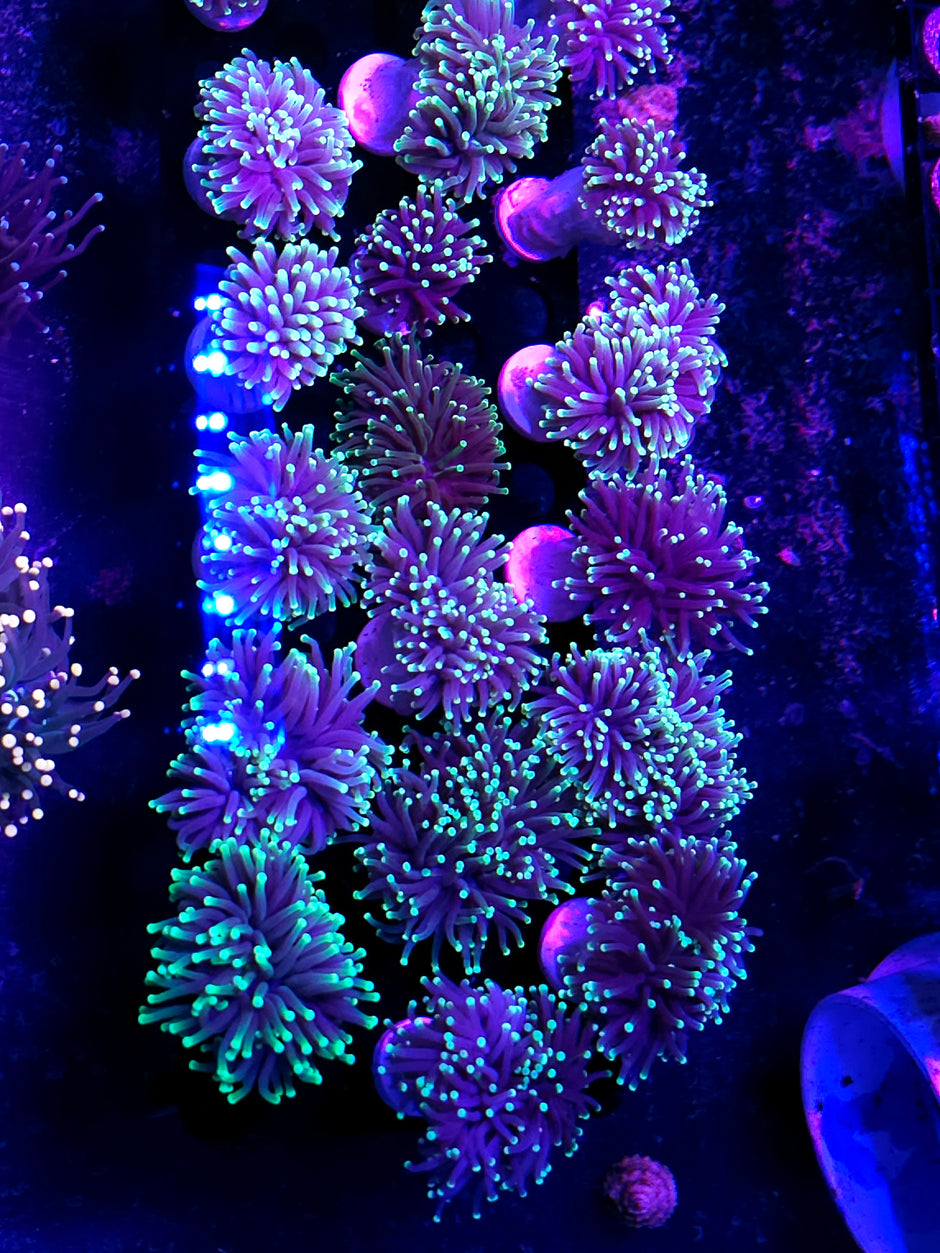 Merlin Torch Customer Appreciation Deal NOT WYSIWYG OUR PICK