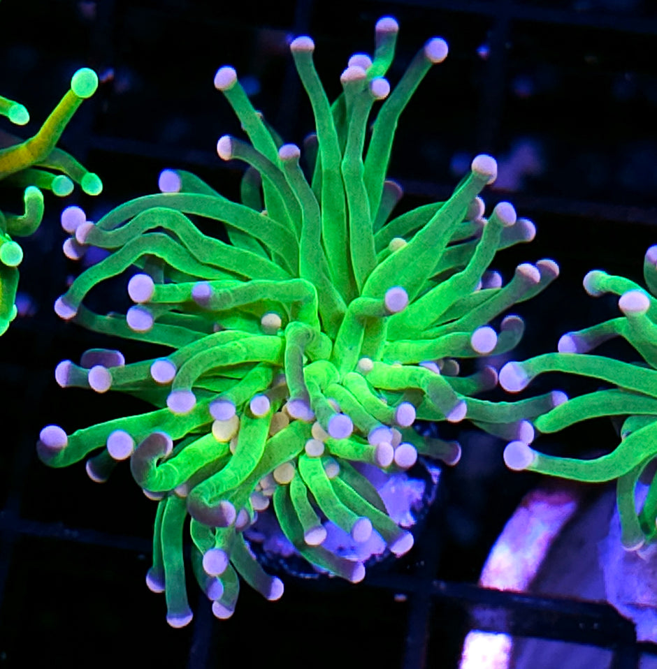 Aquacultured Tri-Tip Torch