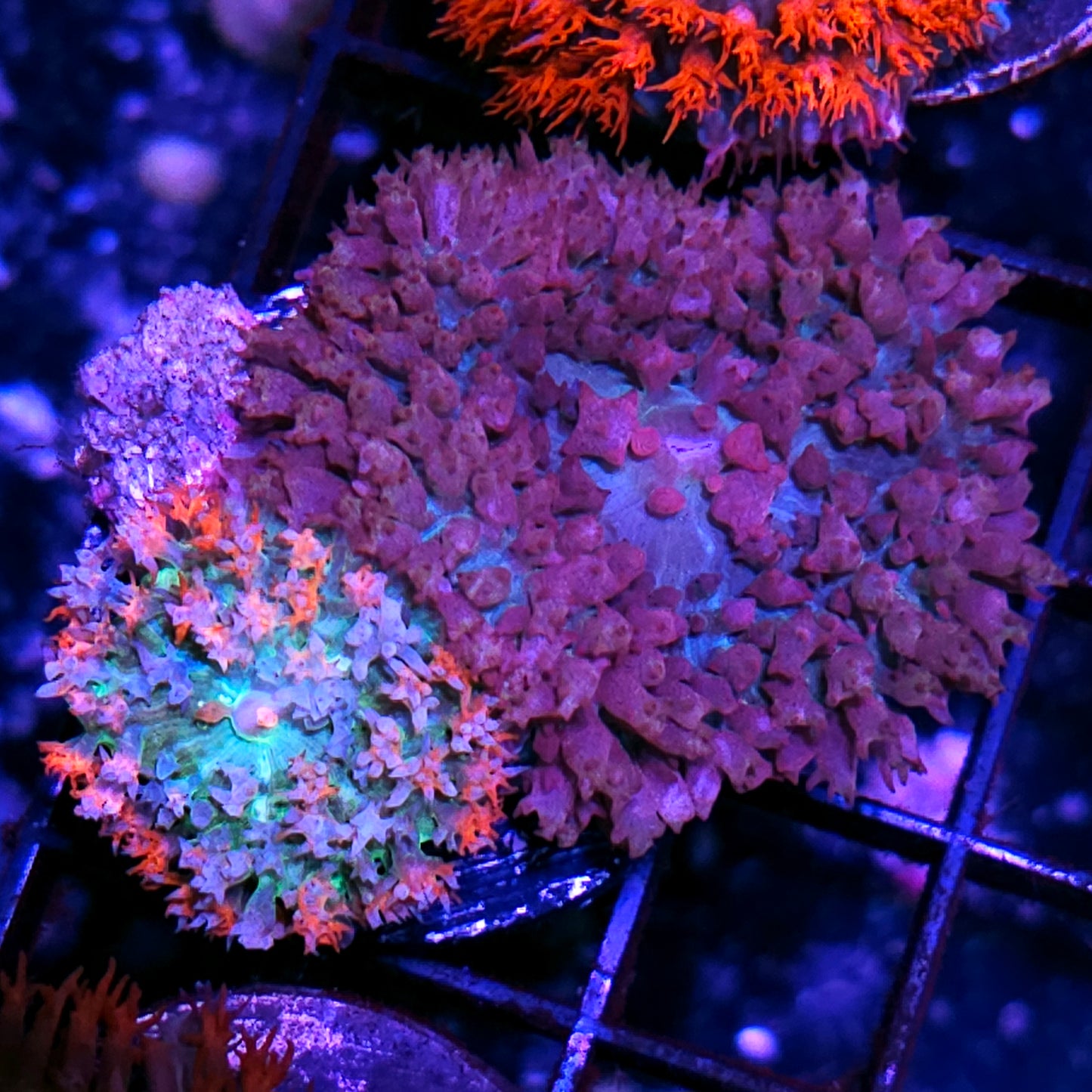 Epic St Thomas Mushrooms