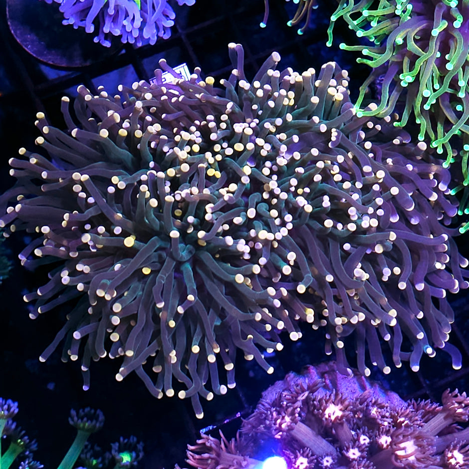 Approx 6 Head Taipei Rainbow Torch Colony