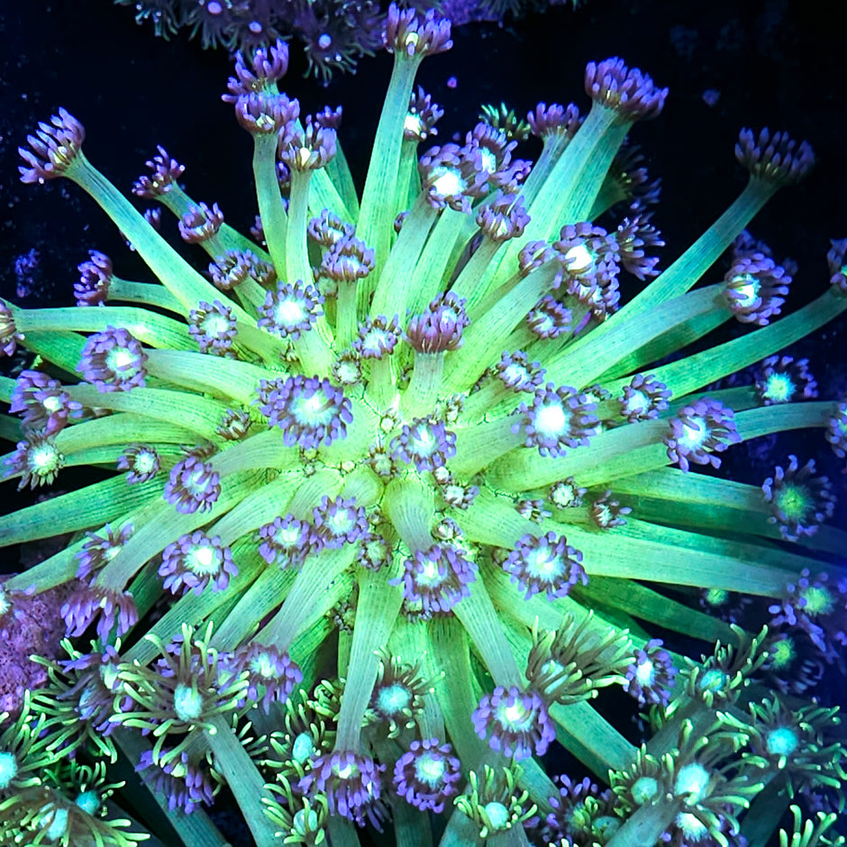 6" Unfreakingreal Goniopora Colony