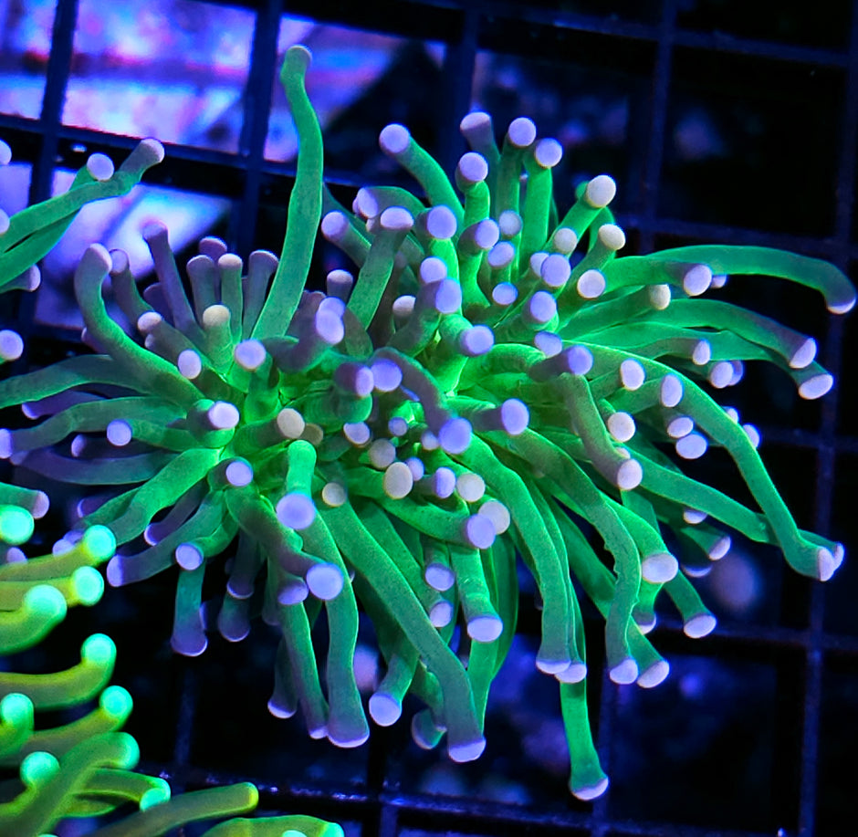 Aquacultured Tri-Tip Torch Torch