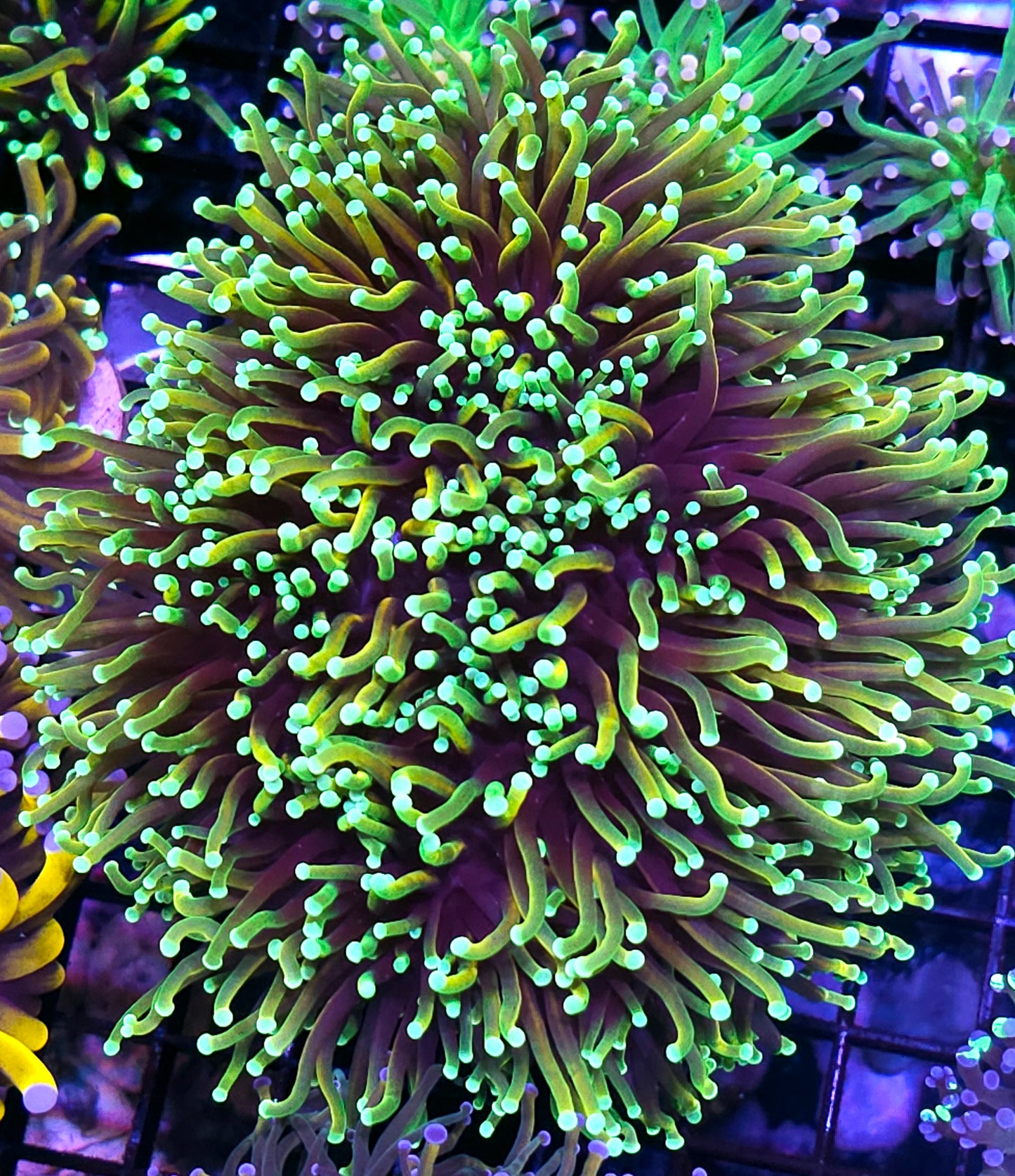 Approx 7-8 Head Dragon Master Torch Colony