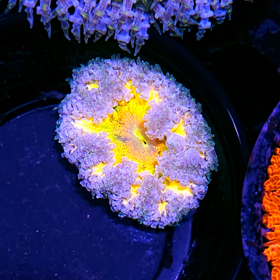 Hand Picked Special Flower Anemone