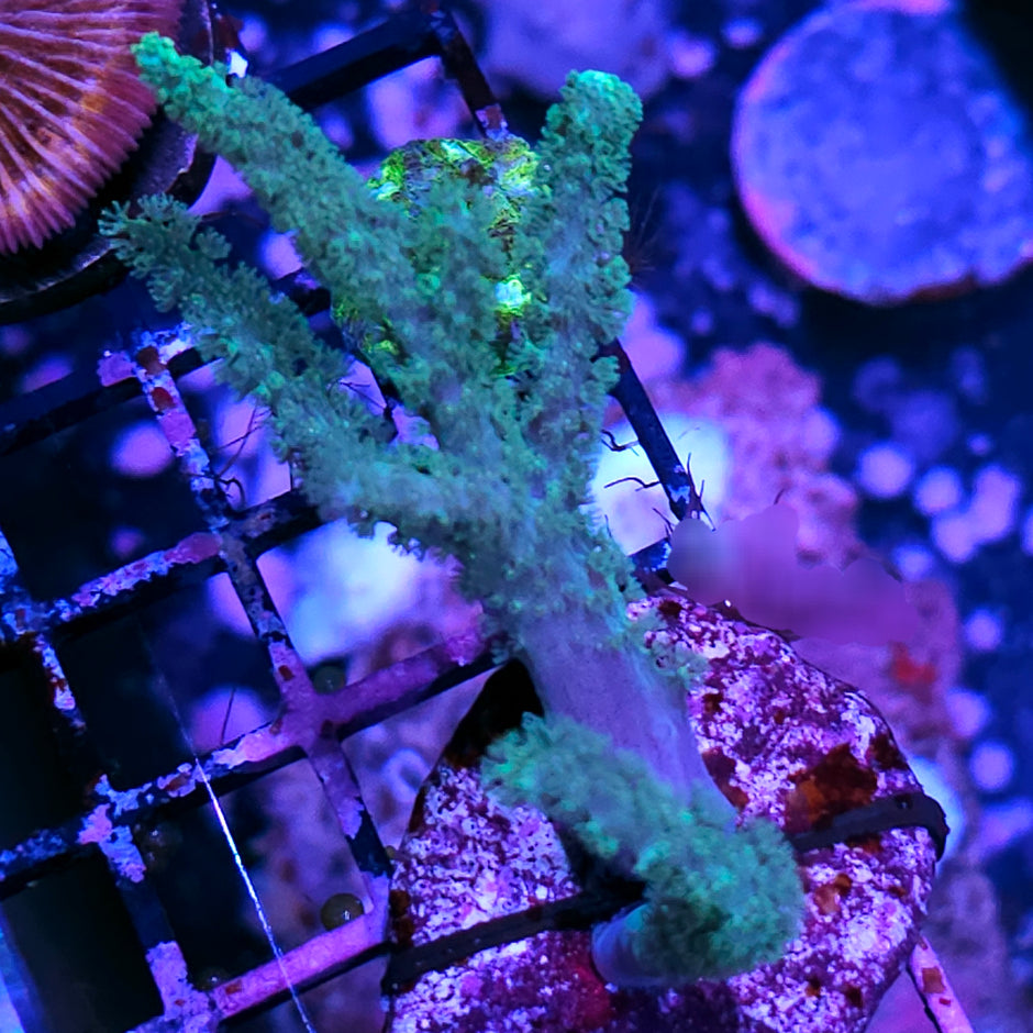 Toxic Dreadlocks Leather